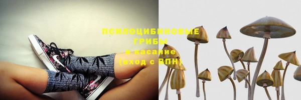 стаф Арсеньев